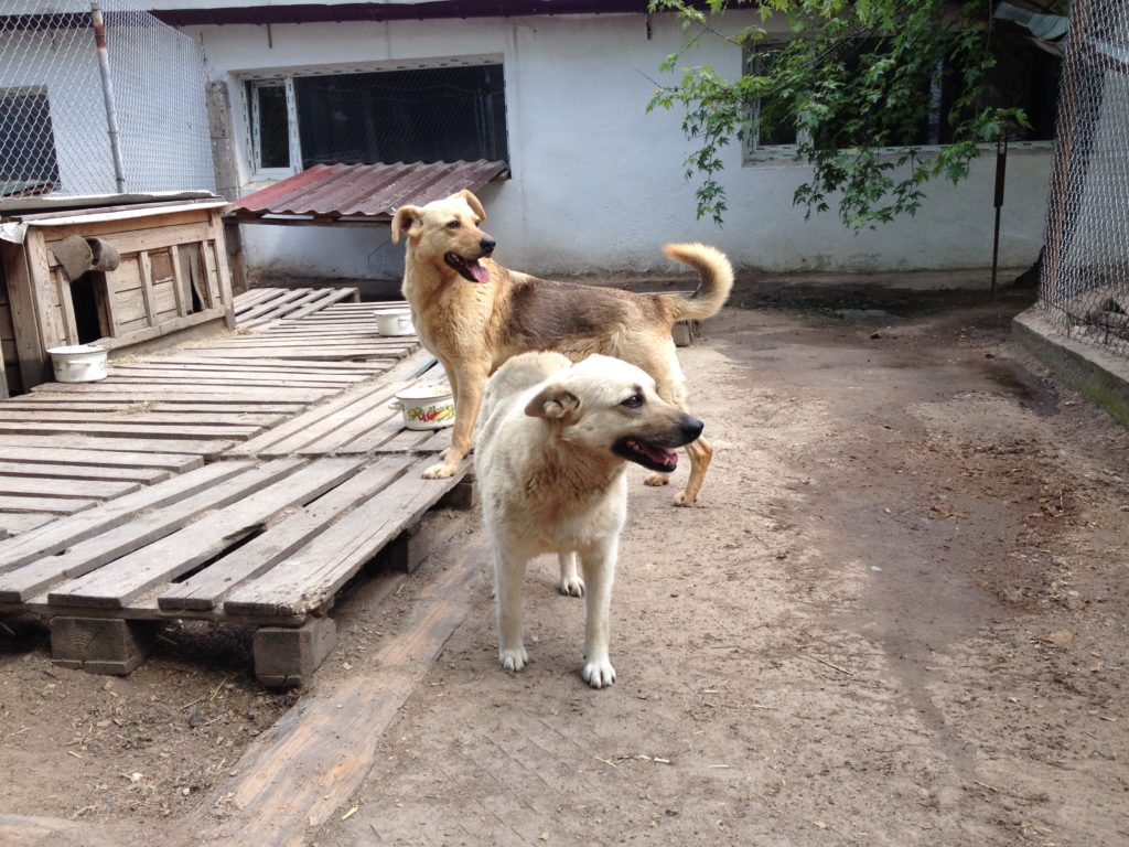 Honden in het Gostomel asiel, Oekraïne 